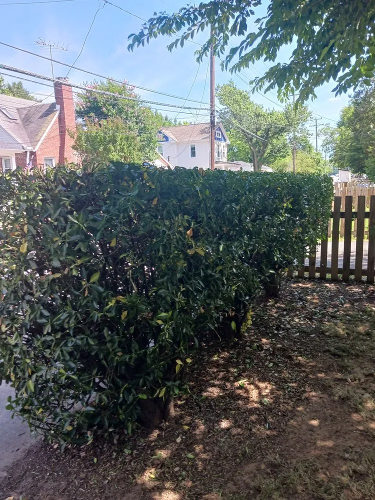 Trusted lawn care service in Lincolnia, VA by Felix Landscaping Services