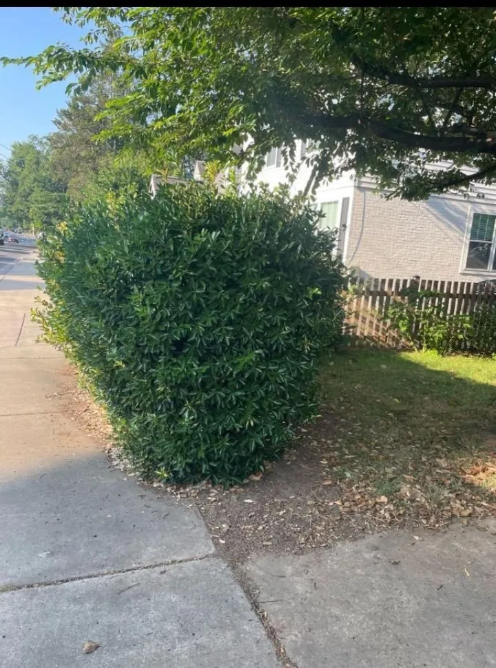 Reliable residential landscaping experts serving Lincolnia, VA - Felix Landscaping Services