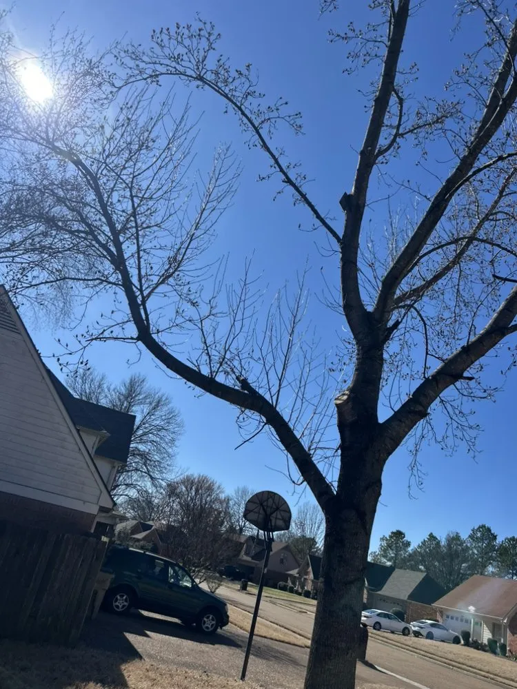 Top-rated lawn care service in Memphis, TN - Felix