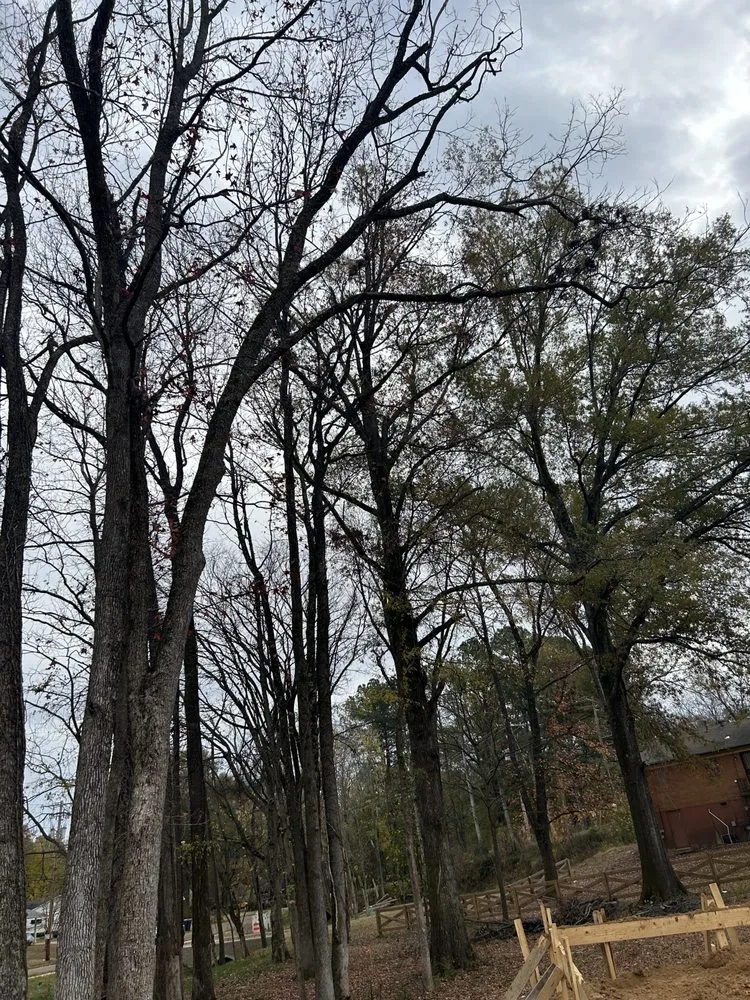 Local lawn care service experts serving Memphis, TN - Felix