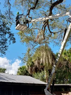 Felix Molina Do All Lawn Maintenance Logo