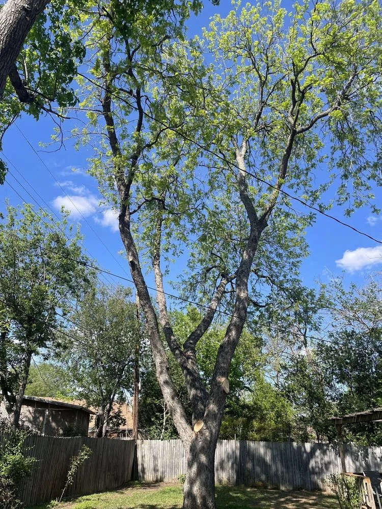 Reliable lawn mowing service in Irving, TX by Felix Tree and Landscaping Service