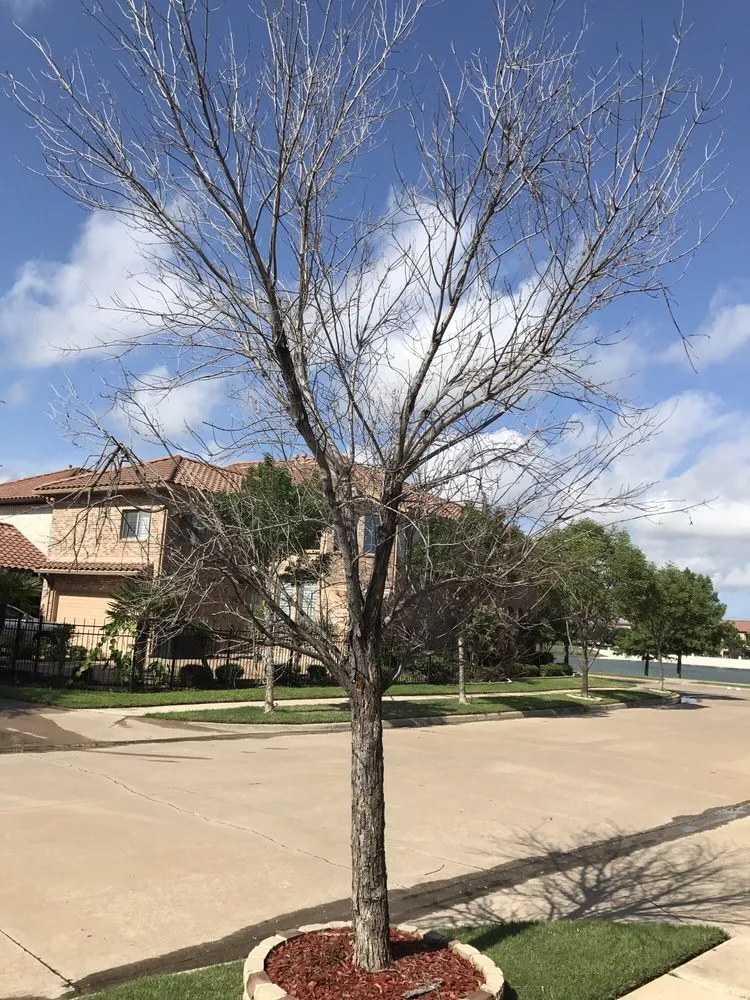 Custom outdoor landscaping for outdoor upgrades in Irving, TX by Felix Tree and Landscaping Service