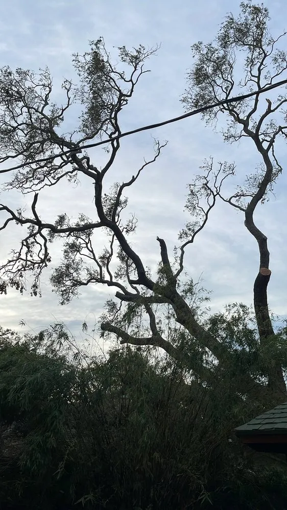 Expert landscaping services in Irving, TX by Felix Tree and Landscaping Service