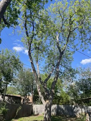 Felix Tree and Landscaping Service Logo