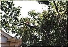 Local lawn care service in White Plains, NY by Felix Tree Service