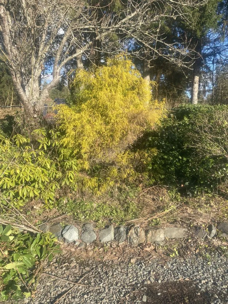 Expert outdoor landscaping in Everett, WA - Felix’s Landscape