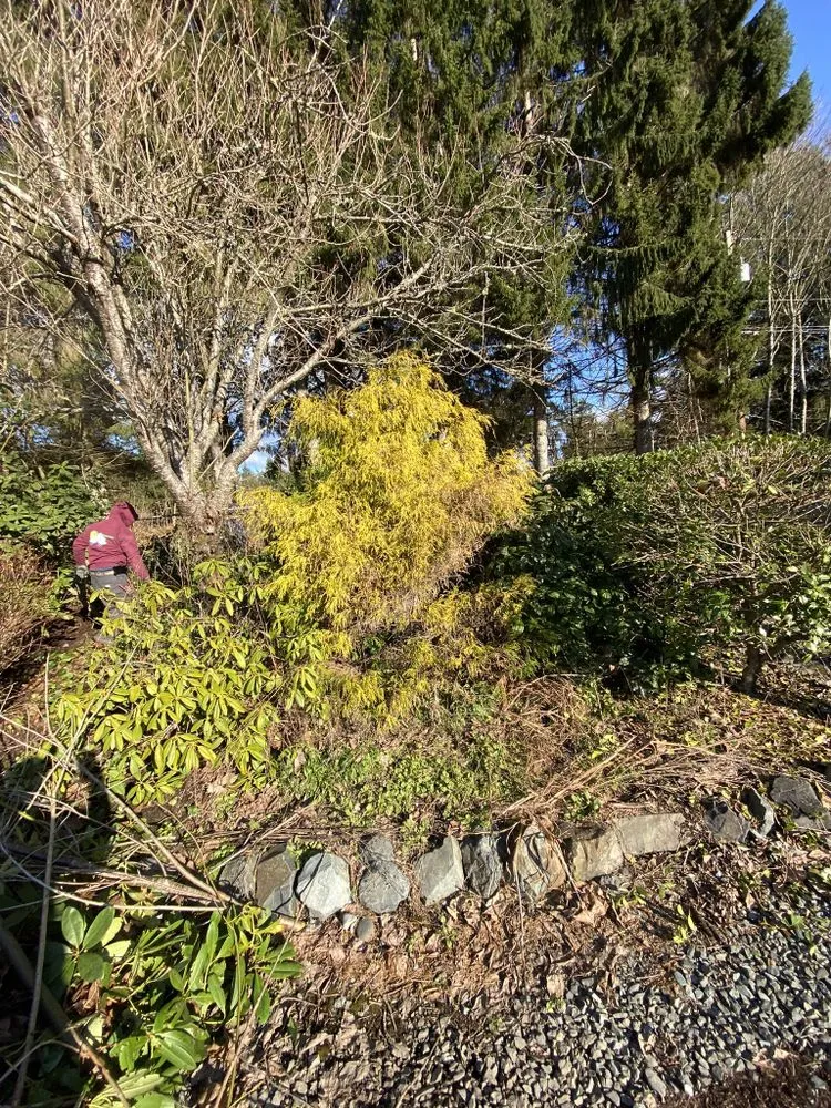 Top-rated lawn mowing service experts serving Everett, WA - Felix’s Landscape