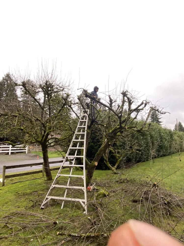Custom yard cleanup service for year-round maintenance across Everett, WA - Felix’s Landscape