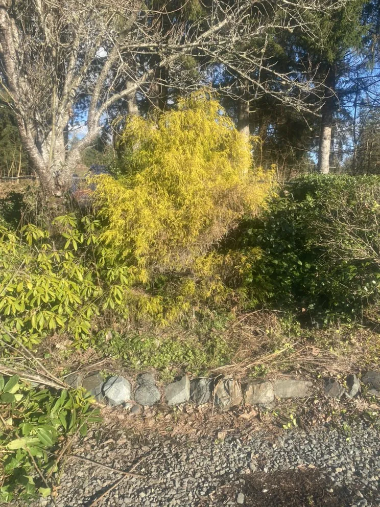 Expert garden landscaping for beautiful yards in Everett, WA by Felix’s Landscape