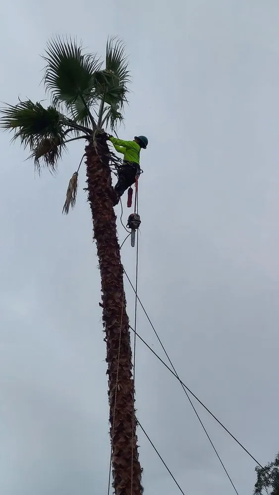 Expert outdoor landscaping experts serving Petaluma, CA - Felix's Landscaping & Tree Service