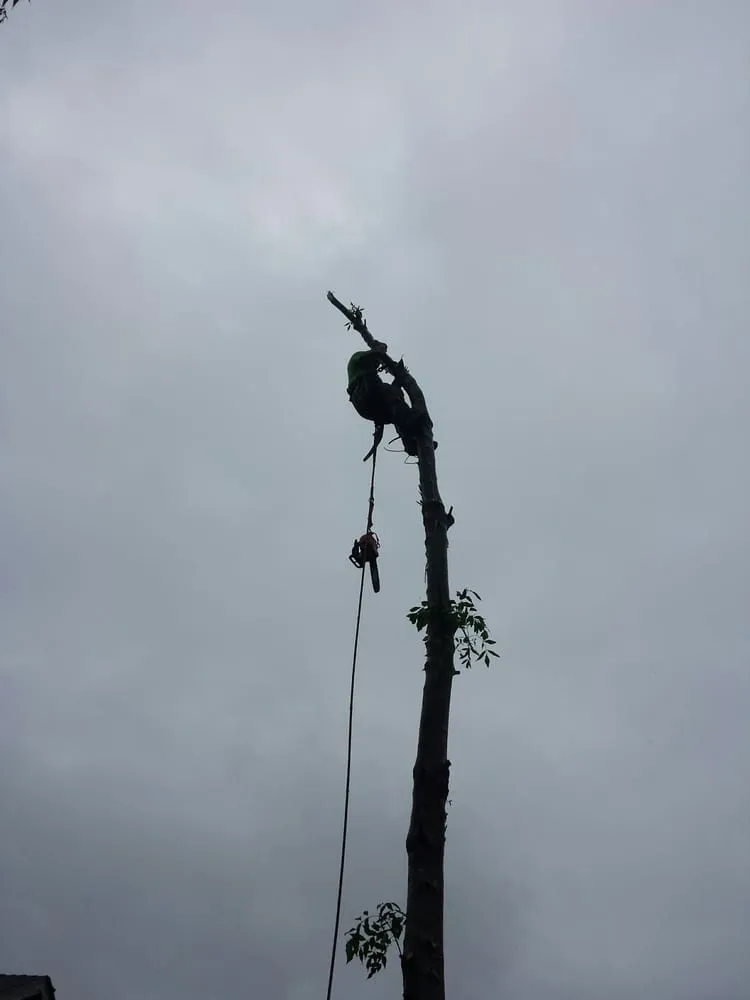 Trusted landscape installation in Petaluma, CA by Felix's Landscaping & Tree Service