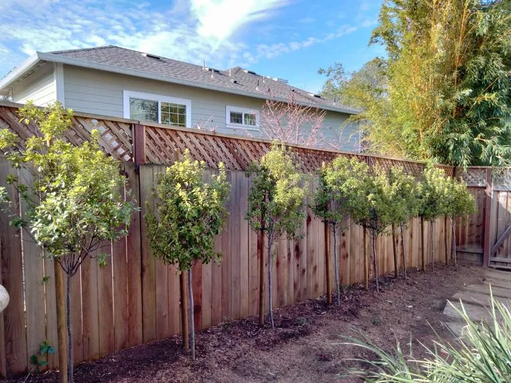 Trusted lawn mowing service experts serving Petaluma, CA - Felix's Landscaping & Tree Service