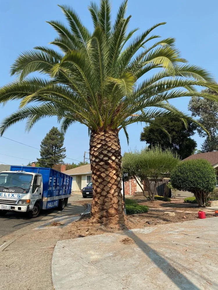 Affordable garden landscaping with custom design across Petaluma, CA - Felix's Landscaping & Tree Service