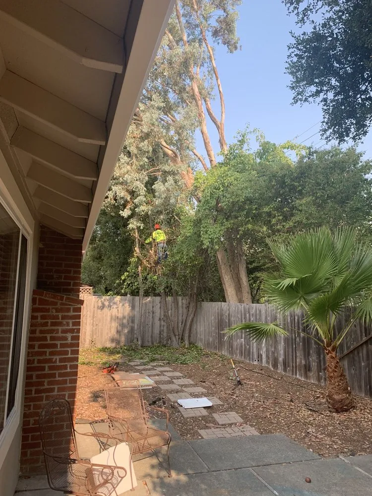 Affordable outdoor landscaping for homes across Petaluma, CA - Felix's Landscaping & Tree Service