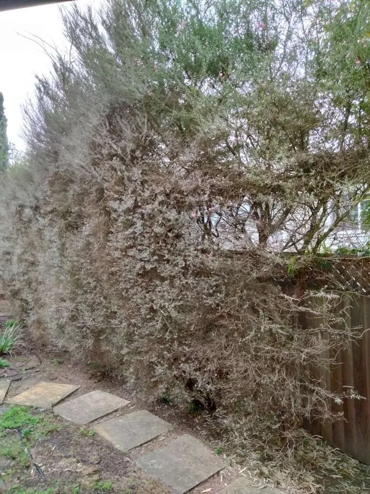 Top-rated garden landscaping near you across Petaluma, CA - Felix's Landscaping & Tree Service