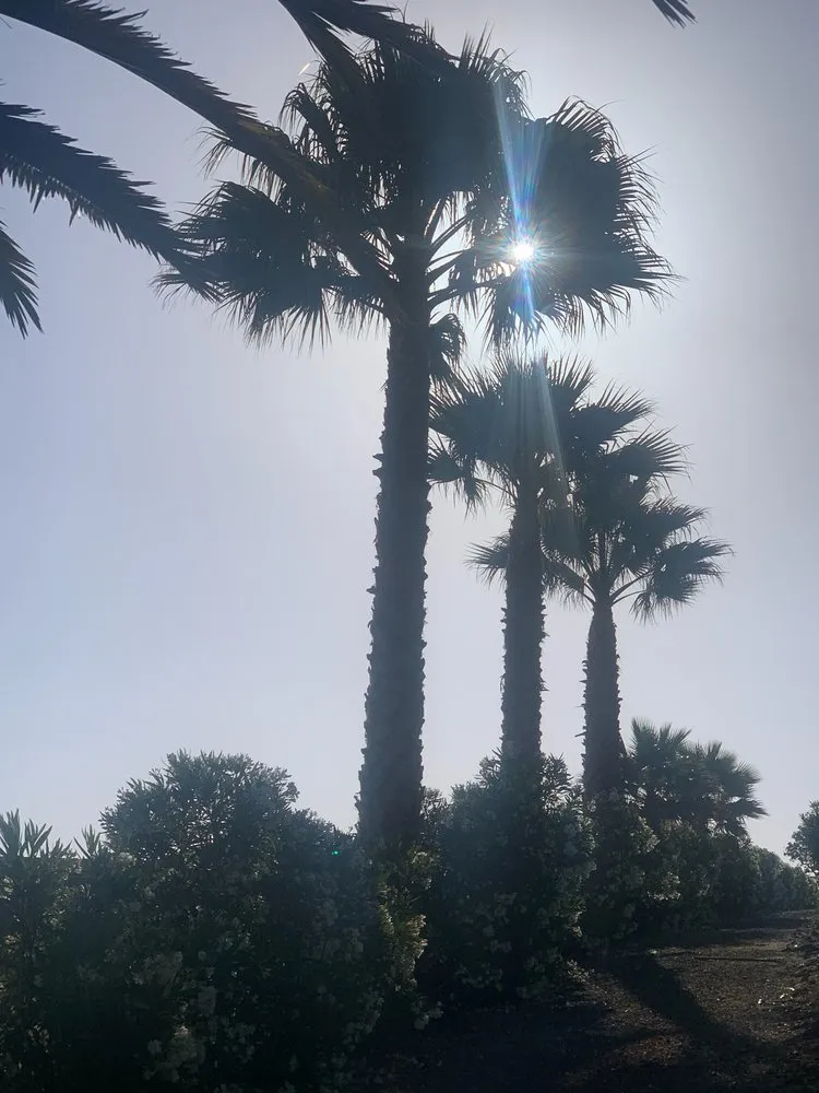 Expert yard maintenance in Petaluma, CA - Felix's Landscaping & Tree Service