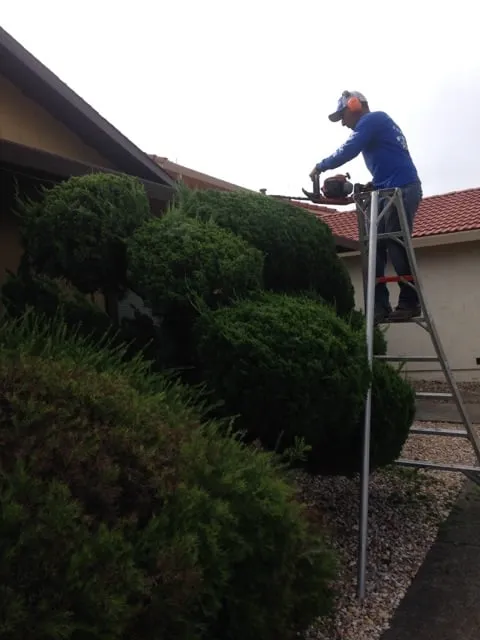 Trusted lawn care service for beautiful yards in Petaluma, CA by Felix's Landscaping & Tree Service