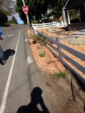 Top-rated landscape installation in Petaluma, CA by Felix's Landscaping & Tree Service