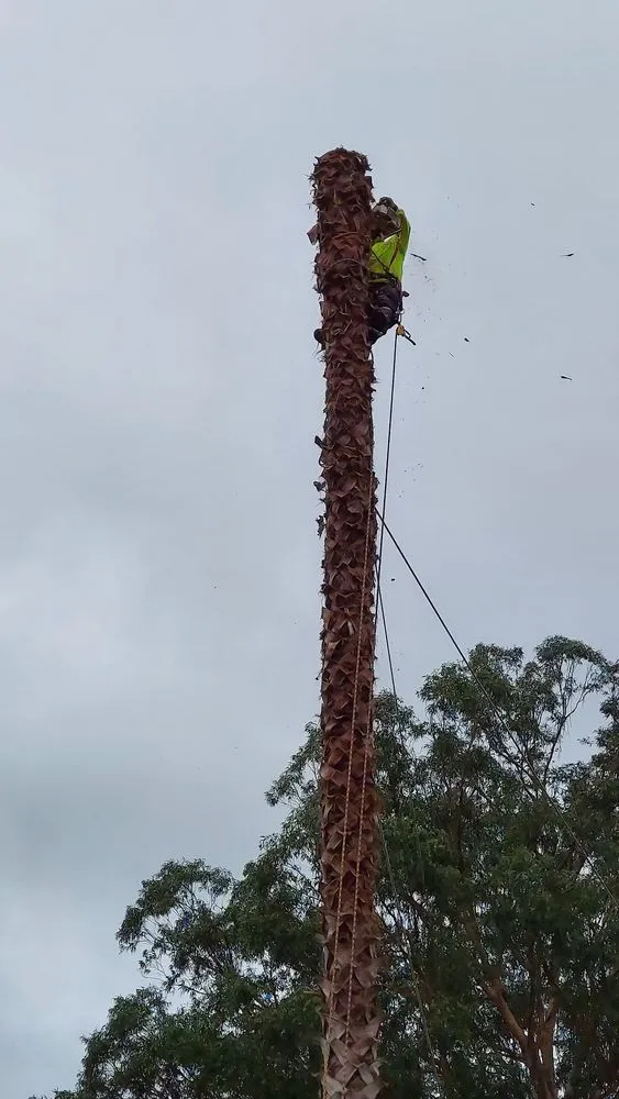 Local yard cleanup service experts serving Petaluma, CA - Felix's Landscaping & Tree Service