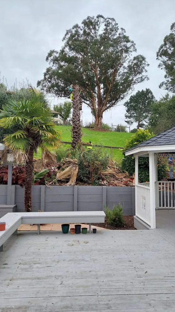 Affordable yard cleanup service experts serving Petaluma, CA - Felix's Landscaping & Tree Service