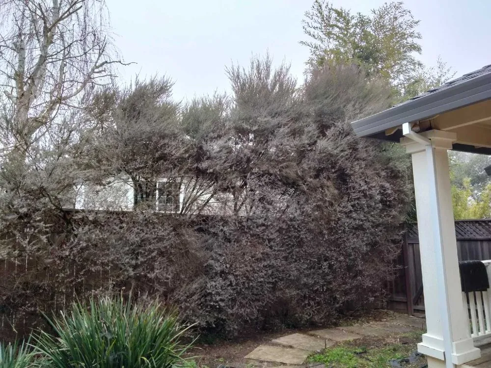 Reliable landscape installation for beautiful yards in Petaluma, CA by Felix's Landscaping & Tree Service