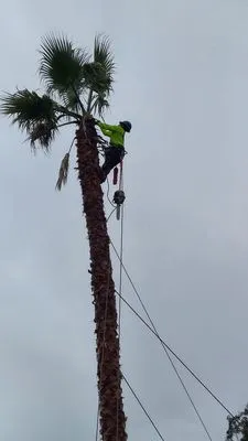 Felix's Landscaping & Tree Service Logo