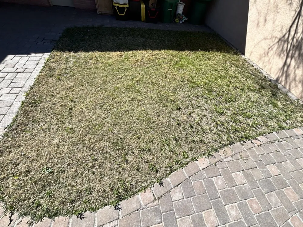 Trusted landscaping services in Tucson, AZ by Felix's Yard Renewal and Trash Removal