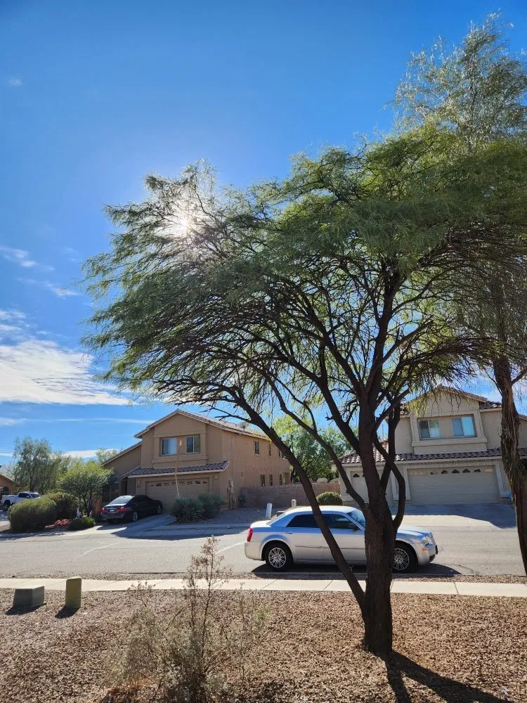 Trusted landscape installation experts serving Tucson, AZ - Felix's Yard Renewal and Trash Removal