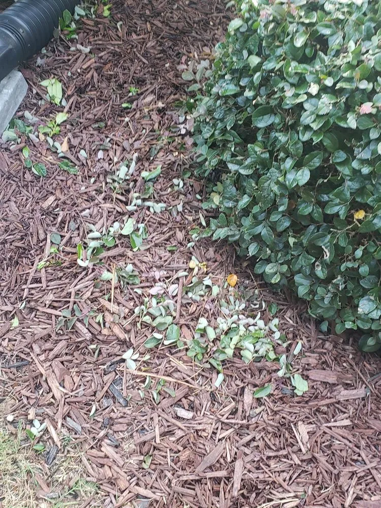 Custom lawn care service for outdoor upgrades in Loganville, GA by Fennscapes