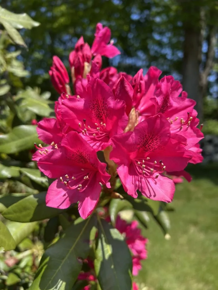 Local landscaping services for homes across Swanzey, NH - Fenrir Labor