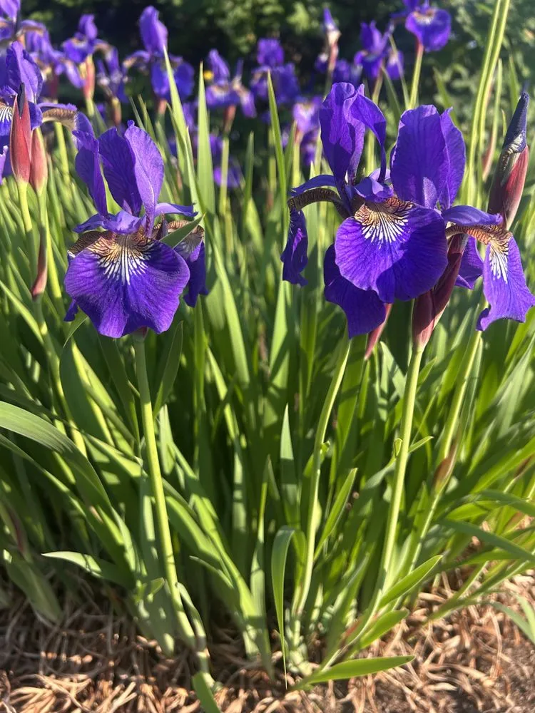 Top-rated landscape installation for year-round maintenance across Swanzey, NH - Fenrir Labor