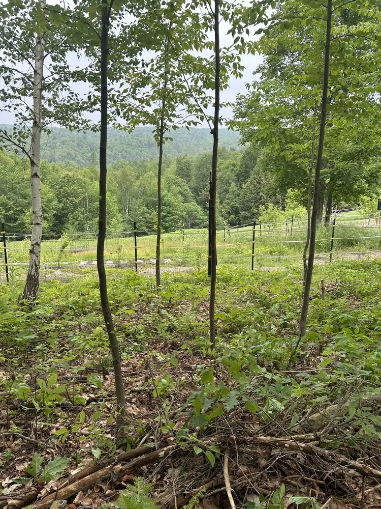 Custom landscaping services for beautiful yards across Swanzey, NH - Fenrir Labor