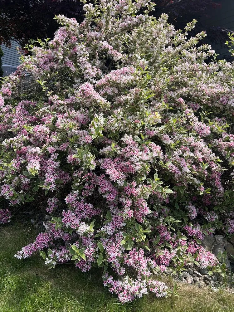 Expert landscape design in Swanzey, NH by Fenrir Labor