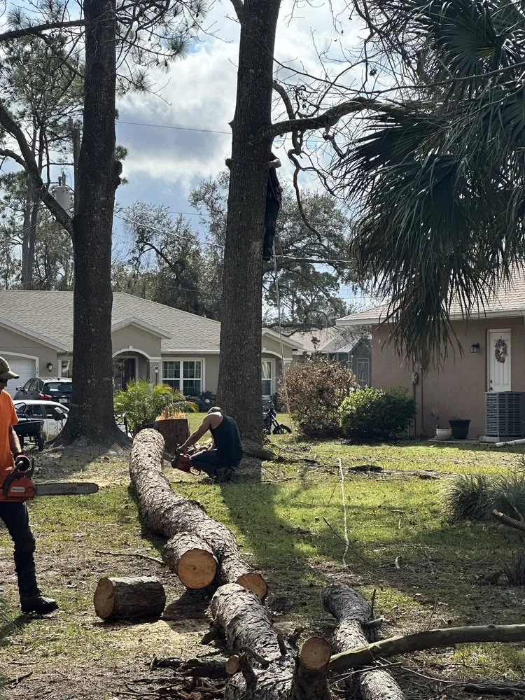Trusted lawn care service for homes in Palm Coast, FL by Fenrir Stump Grinding