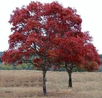 Expert residential landscaping in Fentress, TX - Fentress Tree Farm