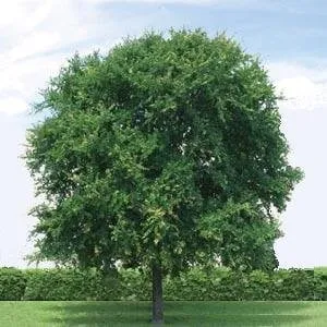 Affordable lawn mowing service experts serving Fentress, TX - Fentress Tree Farm