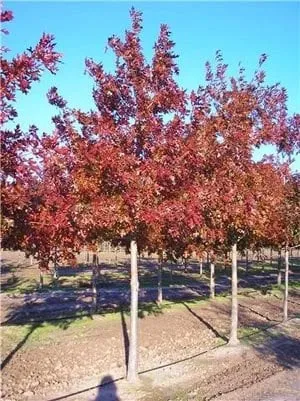 Expert garden landscaping experts serving Fentress, TX - Fentress Tree Farm