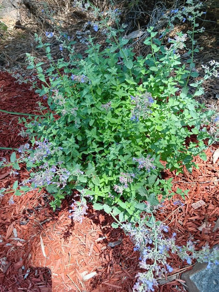 Trusted yard maintenance in Flagstaff, AZ - Feral Flower