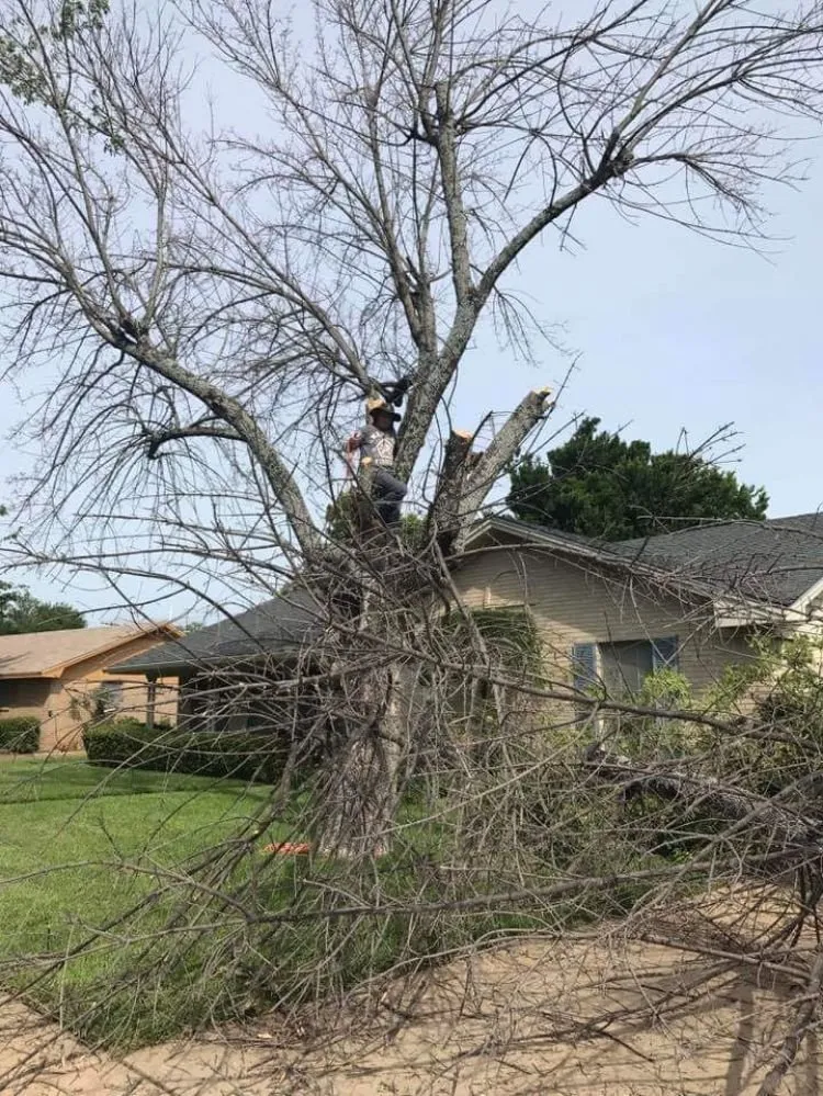 Expert yard cleanup service in Waco, TX - Feregrino's Landscaping & More