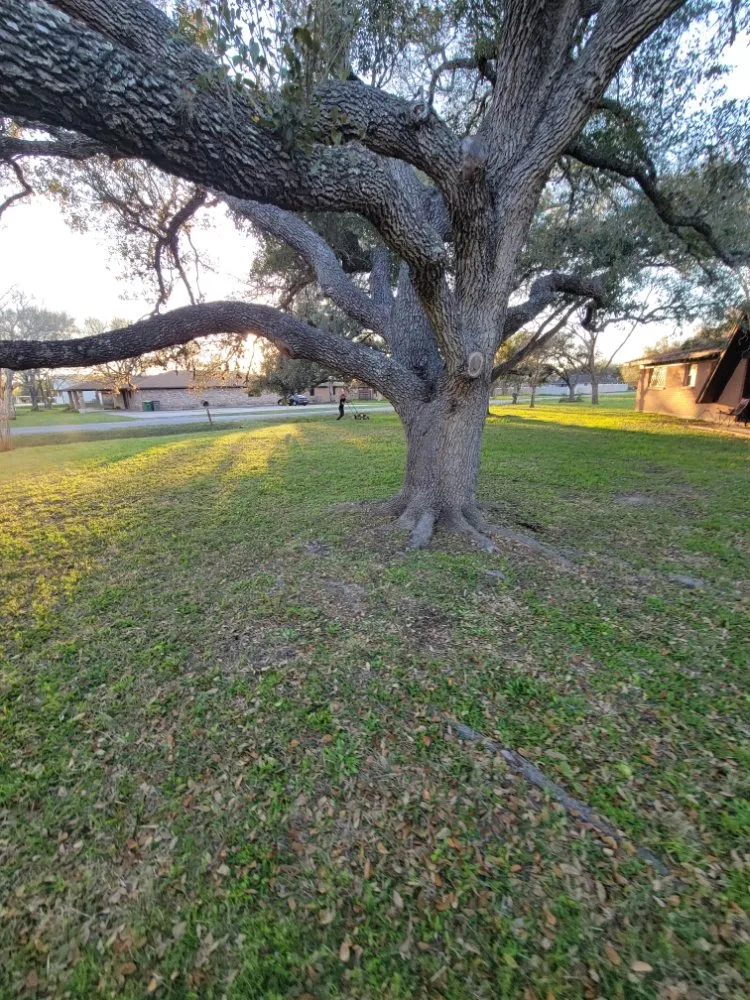 Reliable yard maintenance in Victoria, TX by Fergreen Lawncare