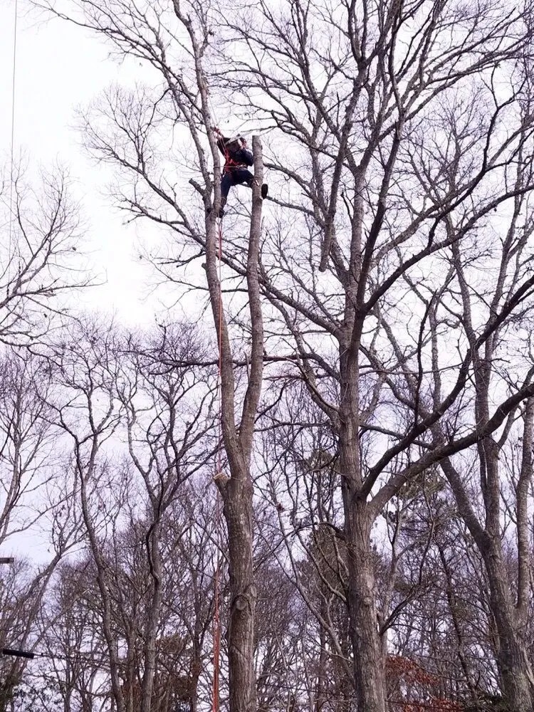 Reliable yard maintenance for homes across Cotuit, MA - Ferla Tree & Lawn Care