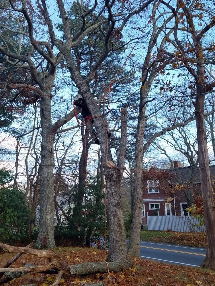 Expert yard maintenance in Cotuit, MA - Ferla Tree & Lawn Care