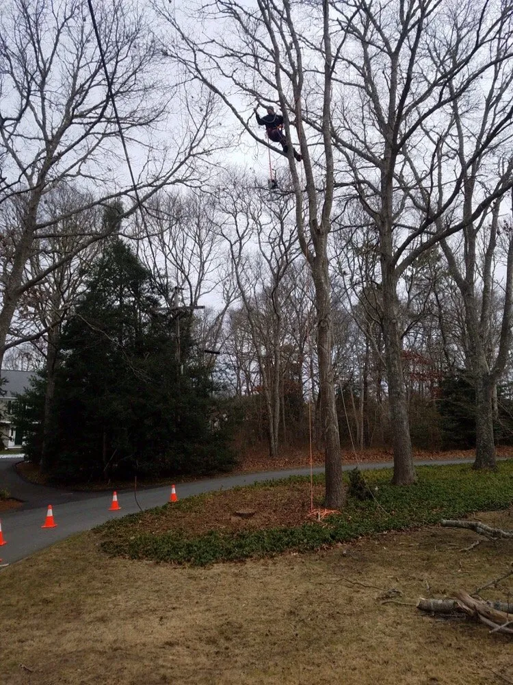 Local yard cleanup service in Cotuit, MA - Ferla Tree & Lawn Care