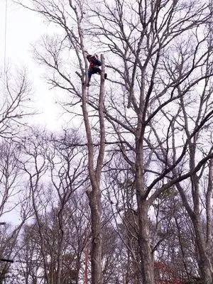 Ferla Tree & Lawn Care