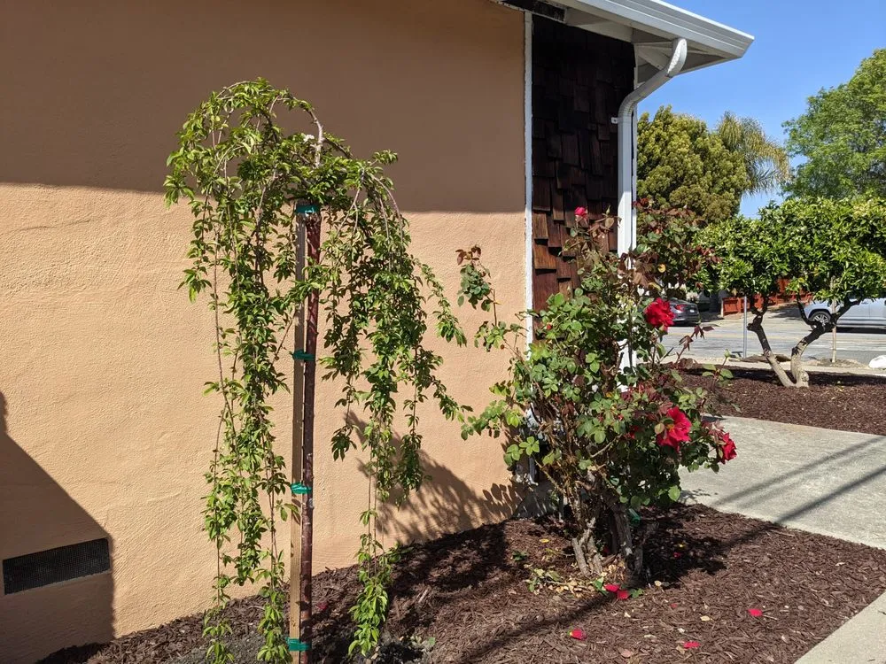 Reliable residential landscaping in Redwood City, CA by Ferman Landscaping and Maintenance Services