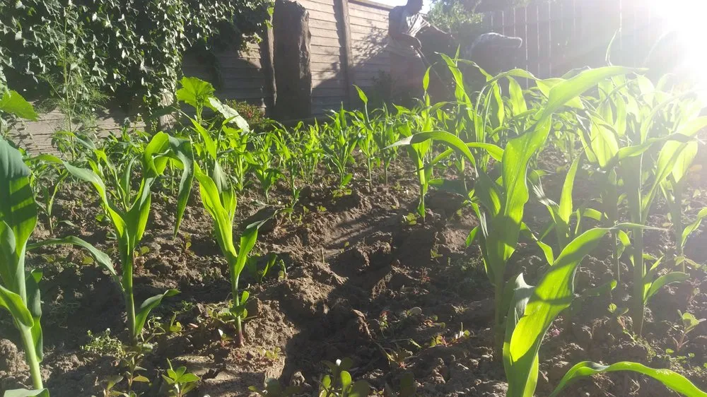 Local yard maintenance in East Palo Alto, CA by Fernanado Arrellin Landscaping & Construction