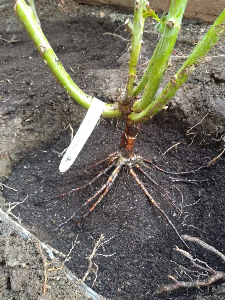 Top-rated yard cleanup service near you across East Palo Alto, CA - Fernanado Arrellin Landscaping & Construction