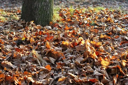 Trusted outdoor landscaping in Morristown, NJ - Fernandez & Sons Masonry Landscaping