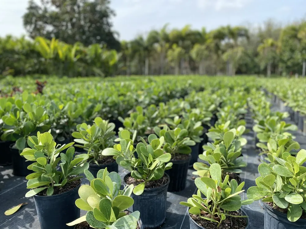 Affordable yard cleanup service with custom design across Miami, FL - Fernandez A Landscaping & Nursery